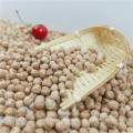exportação de nova safra chinesa venda quente grão de bico seco